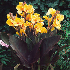 Hello Yellow Canna Bulbs Perennial Growing Bonsai Roots Rhizomes Corms Tubers Potted Planting Reblooming Fragrant Garden Species Blooms Flower Seeds Plant Gardening