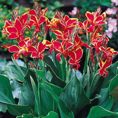 Dwarf Canna Collection Bulbs Perennial Growing Bonsai Roots Rhizomes Corms Tubers Potted Planting Reblooming Fragrant Garden Species Blooms Flower Seeds Plant Gardening