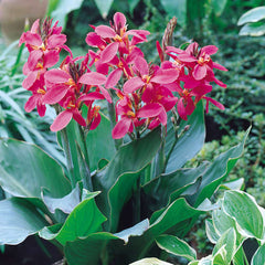 Dwarf Canna Collection Bulbs Perennial Growing Bonsai Roots Rhizomes Corms Tubers Potted Planting Reblooming Fragrant Garden Species Blooms Flower Seeds Plant Gardening