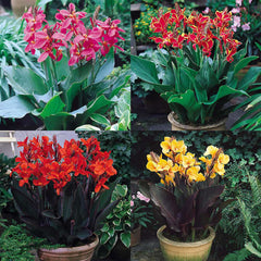Dwarf Canna Collection Bulbs Perennial Growing Bonsai Roots Rhizomes Corms Tubers Potted Planting Reblooming Fragrant Garden Species Blooms Flower Seeds Plant Gardening