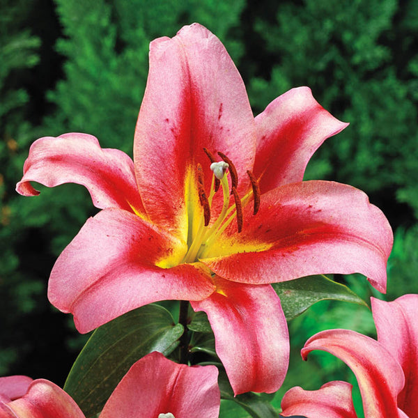 Shades of Pink Oriental Lily Blooms Species Growing Bonsai Bulbs Roots Rhizomes Corms Tubers Potted Planting Reblooming Fragrant Garden Flower Seeds Plant