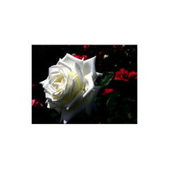 White Rose Seedlings Flower Seeds Perennial Growing Bonsai Corms Tubers Potted Planting Reblooming Fragrant Garden Roots Rhizomes Species Blooms Plant Bulbs Gardening Tree