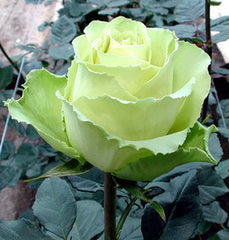Light Green Rose Seedlings Flower Seeds Perennial Growing Bonsai Corms Tubers Potted Planting Reblooming Fragrant Garden Roots Rhizomes Species Blooms Plant Bulbs Gardening Tree - Seedsplant