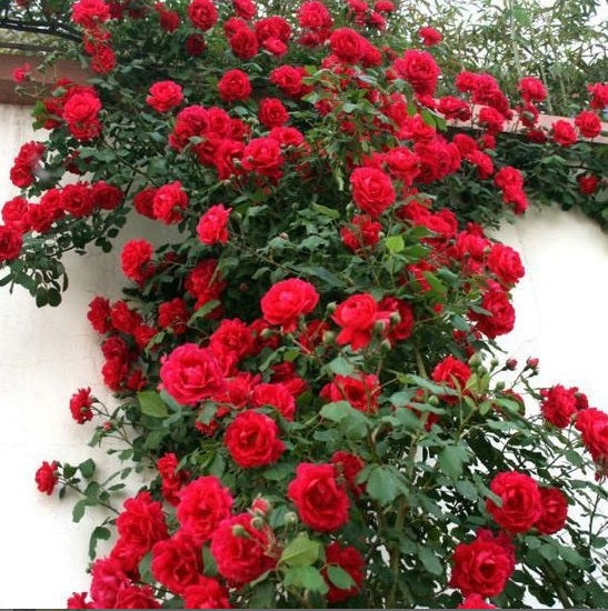 Climbing Red Seedlings Flower Seeds Perennial Growing Bonsai Corms Tubers Potted Planting Reblooming Fragrant Garden Roots Rhizomes Species Blooms Plant Bulbs Gardening Tree