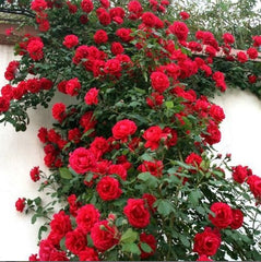Climbing Red Seedlings Flower Seeds Perennial Growing Bonsai Corms Tubers Potted Planting Reblooming Fragrant Garden Roots Rhizomes Species Blooms Plant Bulbs Gardening Tree