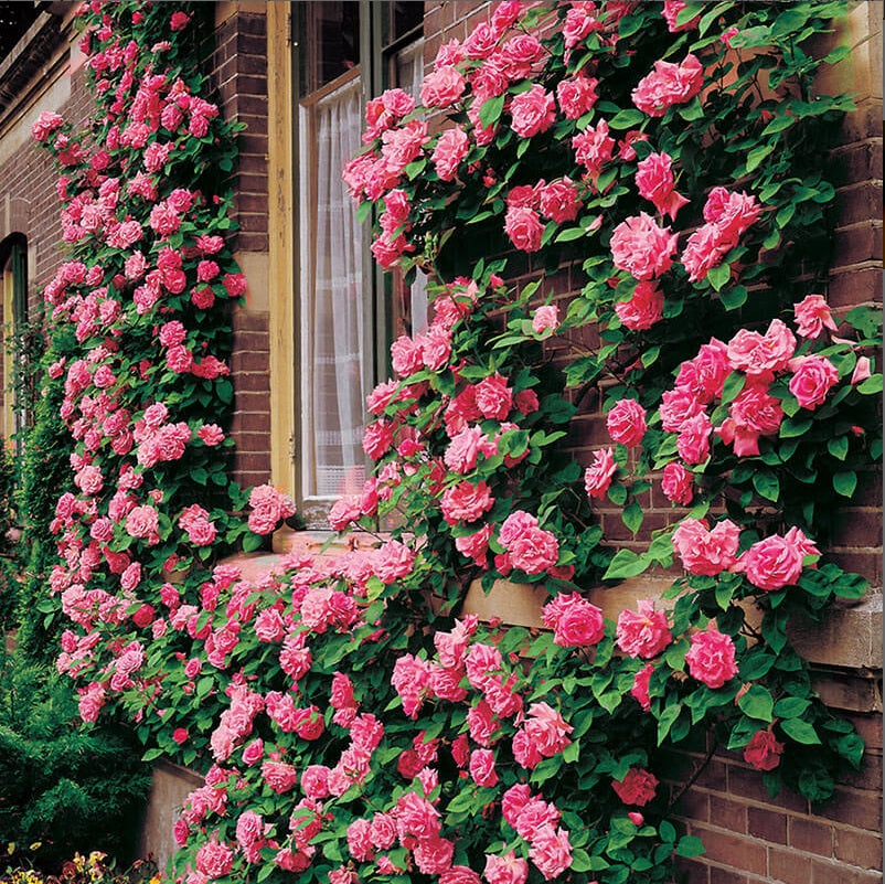 Climbing Pink Rose Seedlings Flower Seeds Perennial Growing Bonsai Corms Tubers Potted Planting Reblooming Fragrant Garden Roots Rhizomes Species Blooms Plant Bulbs Gardening Tree - Seedsplant
