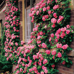 Climbing Pink Rose Seedlings Flower Seeds Perennial Growing Bonsai Corms Tubers Potted Planting Reblooming Fragrant Garden Roots Rhizomes Species Blooms Plant Bulbs Gardening Tree - Seedsplant