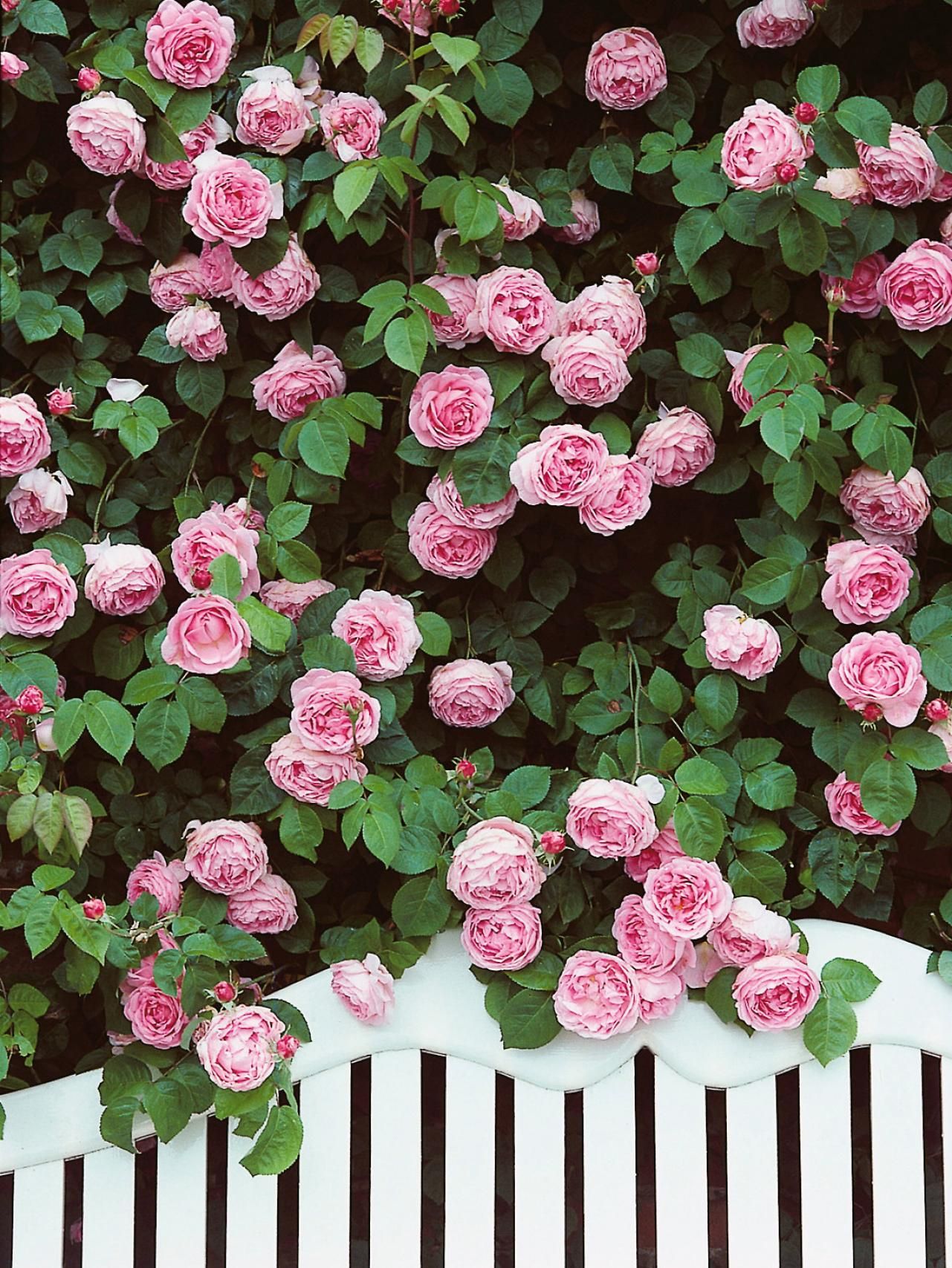 Climbing Double Light Pink Rose Seedlings Flower Seeds Perennial Growing Bonsai Corms Tubers Potted Planting Reblooming Fragrant Garden Roots Rhizomes Species Blooms Plant Bulbs Gardening Tree