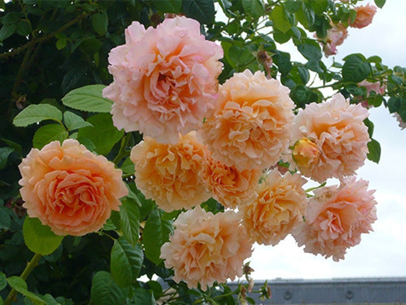Climbing Double OrangeRose Seedlings Flower Seeds Perennial Growing Bonsai Corms Tubers Potted Planting Reblooming Fragrant Garden Roots Rhizomes Species Blooms Plant Bulbs Gardening Tree