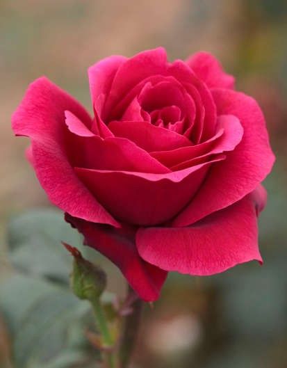 Bright Fushia Rose Seedlings Flower Seeds Perennial Growing Bonsai Corms Tubers Potted Planting Reblooming Fragrant Garden Roots Rhizomes Species Blooms Plant Bulbs Gardening Tree