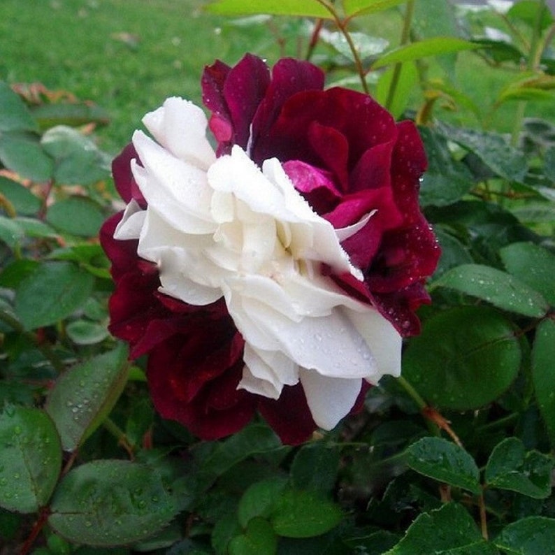 Burgundy White Rose Seedlings Flower Seeds Perennial Growing Bonsai Corms Tubers Potted Planting Reblooming Fragrant Garden Roots Rhizomes Species Blooms Plant Bulbs Gardening Tree - Seedsplant
