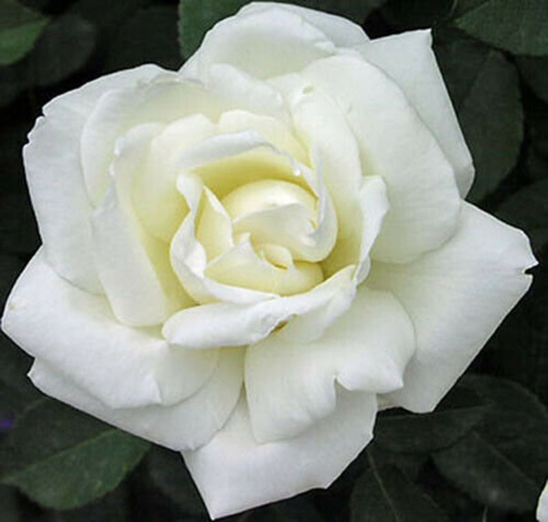 Double White Rose Seedlings Flower Seeds Perennial Growing Bonsai Corms Tubers Potted Planting Reblooming Fragrant Garden Roots Rhizomes Species Blooms Plant Bulbs Gardening Tree
