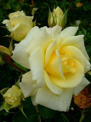 Light Yellow Rose Seedlings Flower Seeds Perennial Growing Bonsai Corms Tubers Potted Planting Reblooming Fragrant Garden Roots Rhizomes Species Blooms Plant Bulbs Gardening Tree