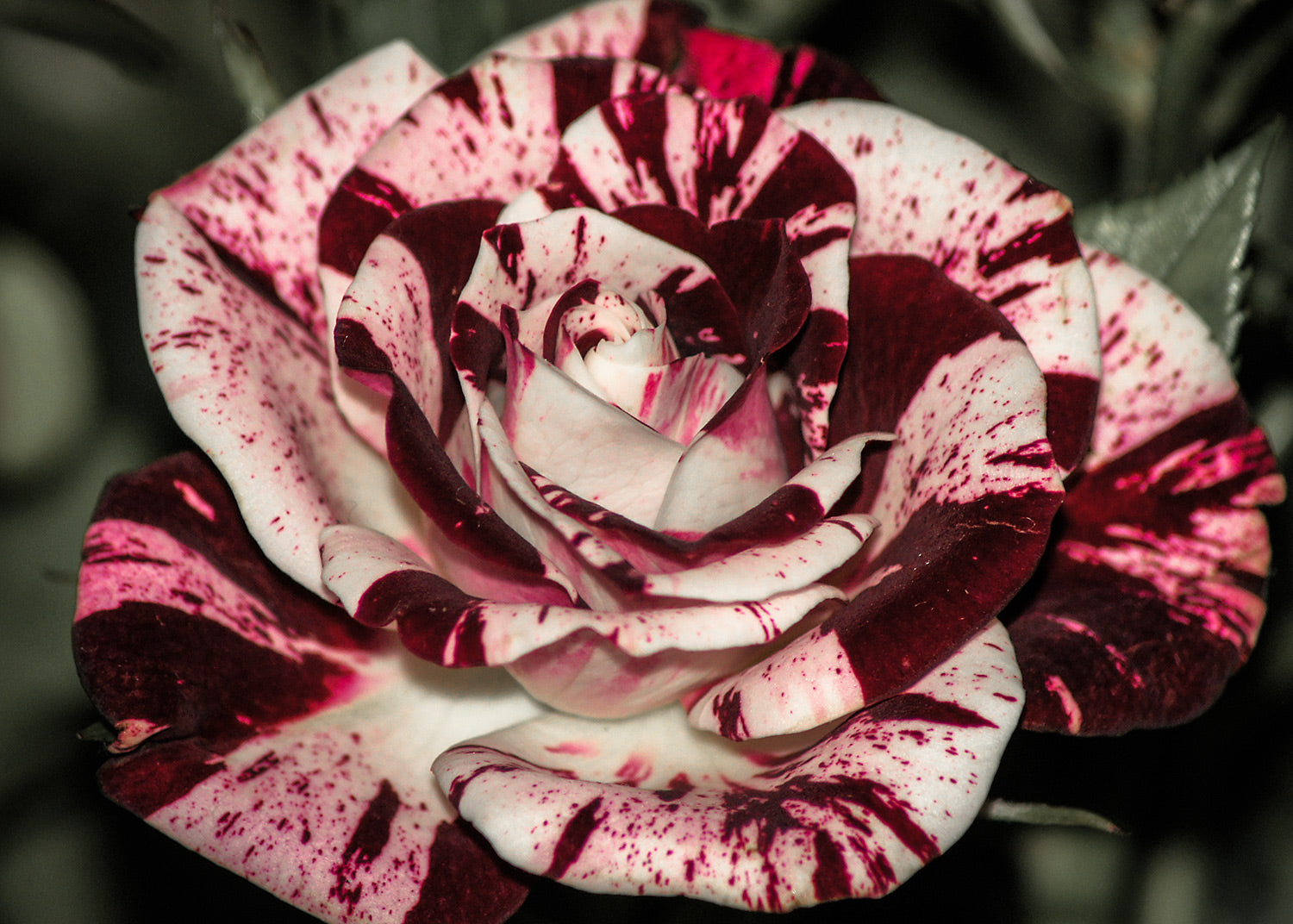 Maroon White Speckled Rose Seedlings Flower Seeds Perennial Growing Bonsai Corms Tubers Potted Planting Reblooming Fragrant Garden Roots Rhizomes Species Blooms Plant Bulbs Gardening Tree - Seedsplant