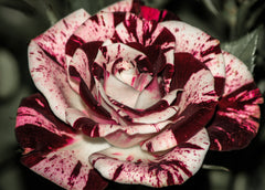 Maroon White Speckled Rose Seedlings Flower Seeds Perennial Growing Bonsai Corms Tubers Potted Planting Reblooming Fragrant Garden Roots Rhizomes Species Blooms Plant Bulbs Gardening Tree - Seedsplant