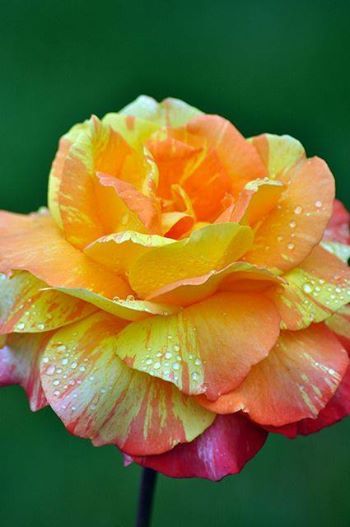 Orange Yellow Pink Rose Seedlings Flower Seeds Perennial Growing Bonsai Corms Tubers Potted Planting Reblooming Fragrant Garden Roots Rhizomes Species Blooms Plant Bulbs Gardening Tree