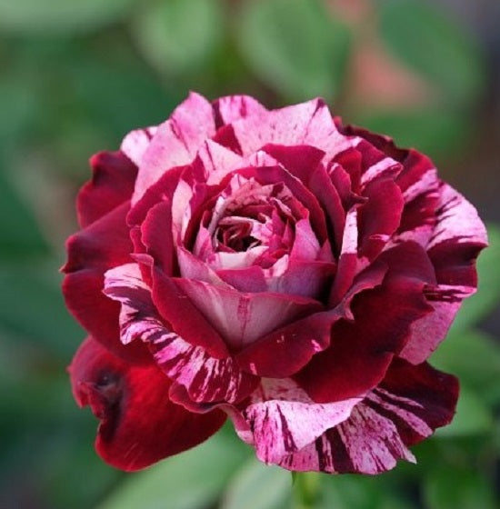 Pink Deep Red Rose Seedlings Flower Seeds Perennial Growing Bonsai Corms Tubers Potted Planting Reblooming Fragrant Garden Roots Rhizomes Species Blooms Plant Bulbs Gardening Tree - Seedsplant