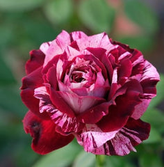 Pink Deep Red Rose Seedlings Flower Seeds Perennial Growing Bonsai Corms Tubers Potted Planting Reblooming Fragrant Garden Roots Rhizomes Species Blooms Plant Bulbs Gardening Tree - Seedsplant