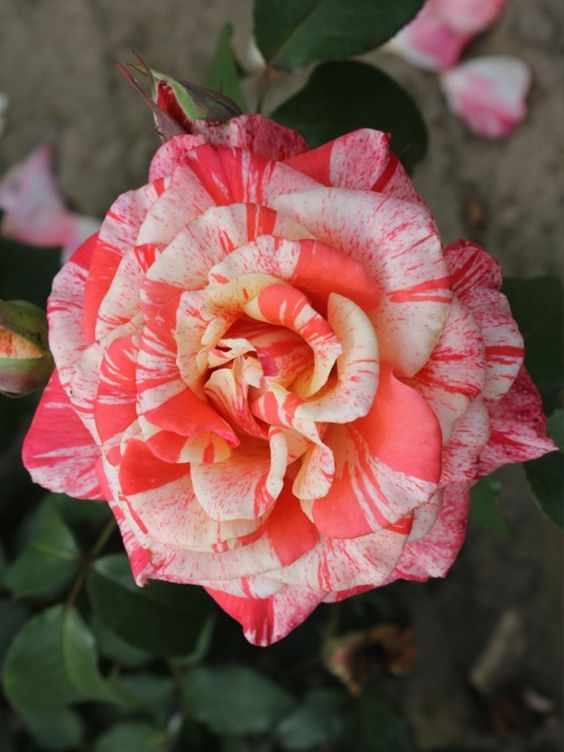 Salmon White Rose Seedlings Flower Seeds Perennial Growing Bonsai Corms Tubers Potted Planting Reblooming Fragrant Garden Roots Rhizomes Species Blooms Plant Bulbs Gardening Tree