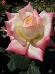 White Light Pink Tips Spotted Rose Seedlings Flower Seeds Perennial Growing Bonsai Corms Tubers Potted Planting Reblooming Fragrant Garden Roots Rhizomes Species Blooms Plant Bulbs Gardening Tree