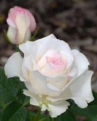 White Soft Pink Rose Seedlings Flower Seeds Perennial Growing Bonsai Corms Tubers Potted Planting Reblooming Fragrant Garden Roots Rhizomes Species Blooms Plant Bulbs Gardening Tree