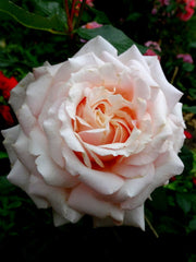 Barbados Rose Seedlings Flower Seeds Perennial Growing Bonsai Corms Tubers Potted Planting Reblooming Fragrant Garden Roots Rhizomes Species Blooms Plant Bulbs Gardening Tree