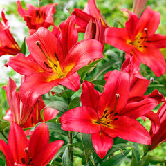 Great Expectations Lily Tree Collection Lily Blooms Species Growing Bonsai Bulbs Roots Rhizomes Corms Tubers Potted Planting Reblooming Fragrant Garden Flower Seeds Plant - Seedsplant