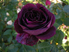 Dark Purple Rose Seedlings Flower Seeds Perennial Growing Bonsai Corms Tubers Potted Planting Reblooming Fragrant Garden Roots Rhizomes Species Blooms Plant Bulbs Gardening Tree