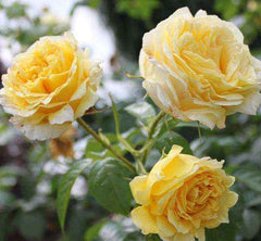 Scouts Honour Rose Seedlings Flower Seeds Perennial Growing Bonsai Corms Tubers Potted Planting Reblooming Fragrant Garden Roots Rhizomes Species Blooms Plant Bulbs Gardening Tree