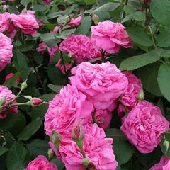 Gertrude Jekyll Rose Seedlings Flower Seeds Perennial Growing Bonsai Corms Tubers Potted Planting Reblooming Fragrant Garden Roots Rhizomes Species Blooms Plant Bulbs Gardening Tree