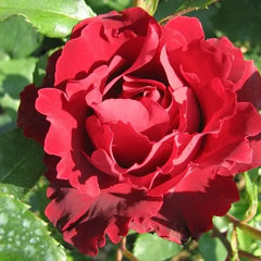 Marriage Rose Plant Seedlings Flower Seeds Perennial Growing Bonsai Corms Tubers Potted Planting Reblooming Fragrant Garden Roots Rhizomes Species Blooms Bulbs Gardening Tree