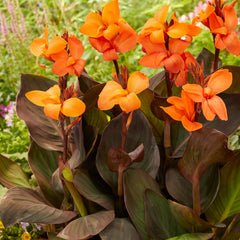 Orchid Canna Bulbs Perennial Growing Bonsai Roots Rhizomes Corms Tubers Potted Planting Reblooming Fragrant Garden Species Blooms Flower Seeds Plant Gardening