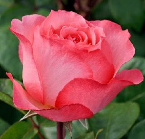 Double Pink Rose Seedlings Flower Seeds Perennial Growing Bonsai Corms Tubers Potted Planting Reblooming Fragrant Garden Roots Rhizomes Species Blooms Plant Bulbs Gardening Tree