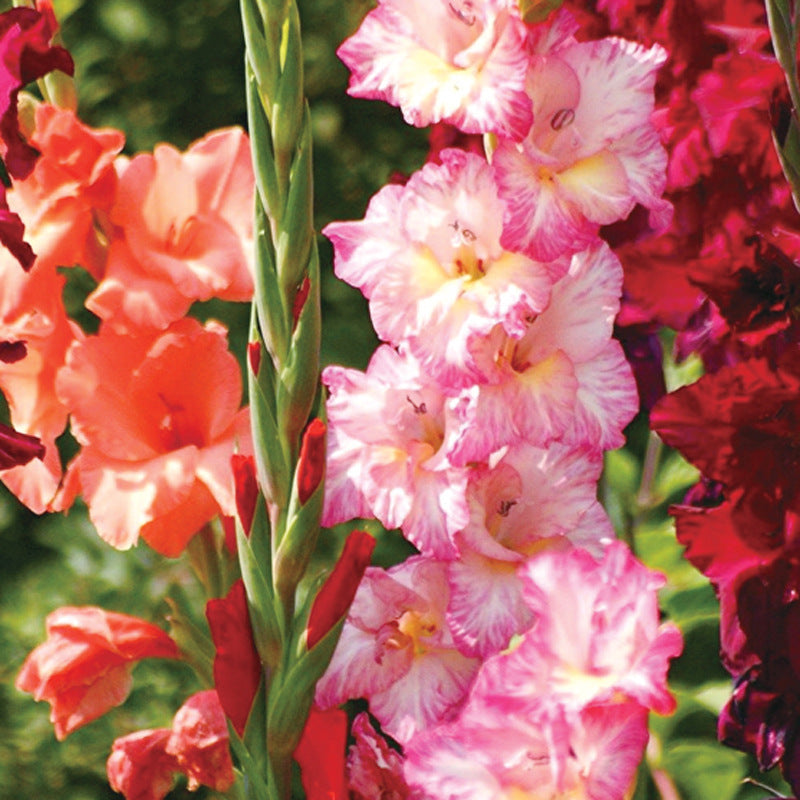gladiolus flower seeds Giant Mixed Gladiolus Bulbs SUPER VALUE! Gladiolus Bulbs Flower Seeds