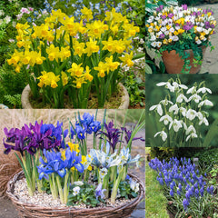 Naturalising Spring Bulb Collection Daffodil Bulbs Blooms Species Growing Bonsai Roots Rhizomes Corms Tubers Potted Planting Reblooming Fragrant Garden Flower Seeds Plant