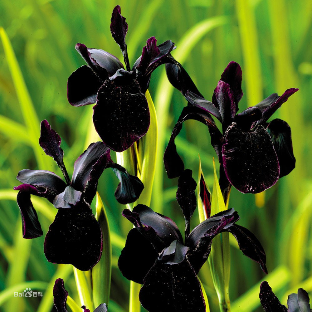 black flower seeds and bulbs Pretty Flowering Perenials Reblooming Iris Bulbs Bearded Iris Black Root Plant Great Spectacular Flower Heads Plant Bulbs Flower Seeds