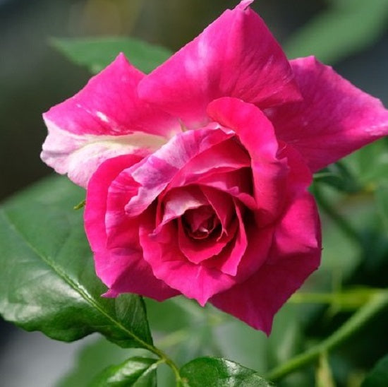 Bright Pink Rose Seedlings Flower Seeds Perennial Growing Bonsai Corms Tubers Potted Planting Reblooming Fragrant Garden Roots Rhizomes Species Blooms Plant Bulbs Gardening Tree