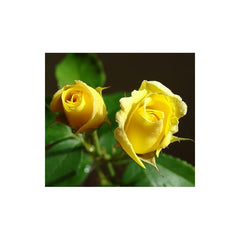Yellow Rose Seedlings Flower Seeds Perennial Growing Bonsai Corms Tubers Potted Planting Reblooming Fragrant Garden Roots Rhizomes Species Blooms Plant Bulbs Gardening Tree