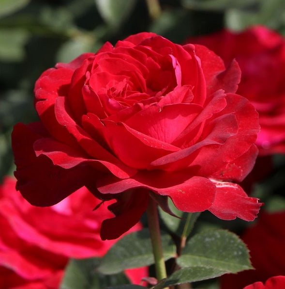 Pirate King Rose Seedlings Flower Seeds Perennial Growing Bonsai Corms Tubers Potted Planting Reblooming Fragrant Garden Roots Rhizomes Species Blooms Plant Bulbs Gardening Tree