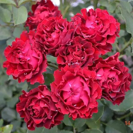 Marriage Rose Plant Seedlings Flower Seeds Perennial Growing Bonsai Corms Tubers Potted Planting Reblooming Fragrant Garden Roots Rhizomes Species Blooms Bulbs Gardening Tree