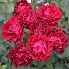 Marriage Rose Plant Seedlings Flower Seeds Perennial Growing Bonsai Corms Tubers Potted Planting Reblooming Fragrant Garden Roots Rhizomes Species Blooms Bulbs Gardening Tree