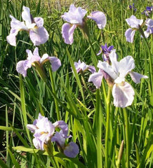 Iris Bulbs Rare Heirloom Perennial Garden Mixed Colors Professional Very Beautiful Flowers Growing Bonsai Seeds Flower Plant Bulbs Roots Corms Tubers