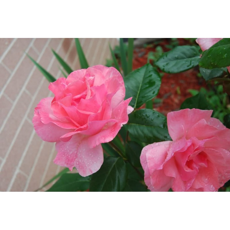Pink Rose Seedlings Flower Seeds Perennial Growing Bonsai Corms Tubers Potted Planting Reblooming Fragrant Garden Roots Rhizomes Species Blooms Plant Bulbs Gardening Tree - Seedsplant