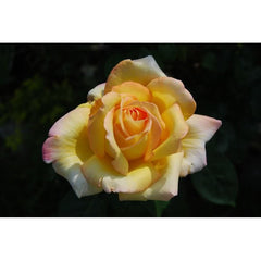 Yellow Rose Seedlings Flower Seeds Perennial Growing Bonsai Corms Tubers Potted Planting Reblooming Fragrant Garden Roots Rhizomes Species Blooms Plant Bulbs Gardening Tree