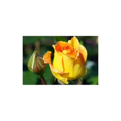 Yellow Rose Seedlings Flower Seeds Perennial Growing Bonsai Corms Tubers Potted Planting Reblooming Fragrant Garden Roots Rhizomes Species Blooms Plant Bulbs Gardening Tree