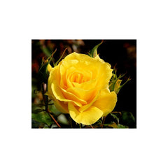 Yellow Rose Seedlings Flower Seeds Perennial Growing Bonsai Corms Tubers Potted Planting Reblooming Fragrant Garden Roots Rhizomes Species Blooms Plant Bulbs Gardening Tree
