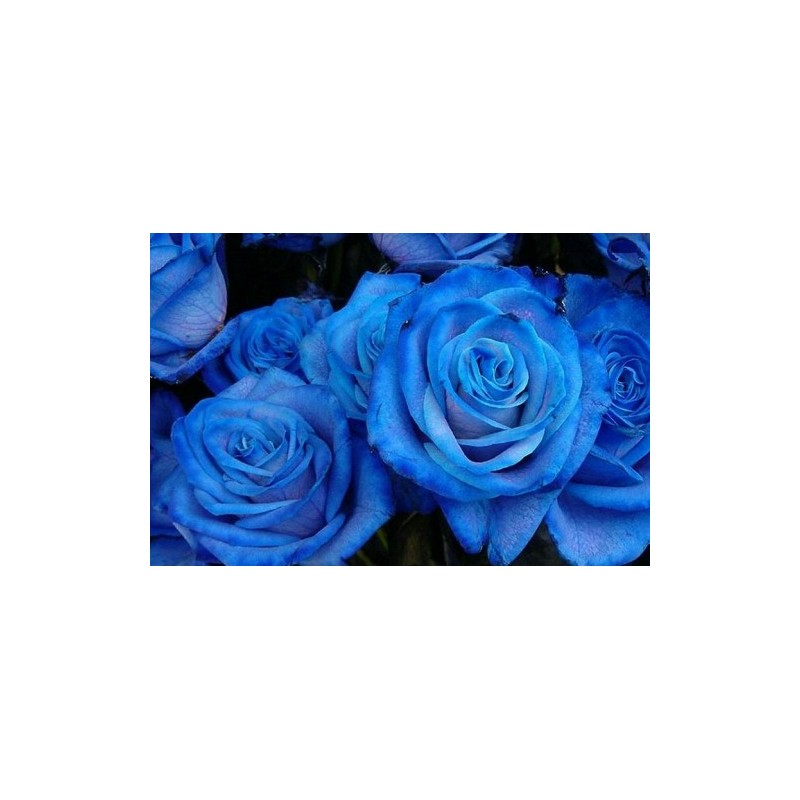Blue Rose Seedlings Flower Seeds Perennial Growing Bonsai Corms Tubers ...