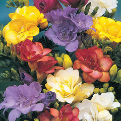 Doubles Mix Freesia Bulbs Growing Bonsai Roots Rhizomes Corms Tubers Potted Planting Reblooming Fragrant Garden Species Blooms Flower Seeds Plant Gardening