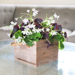 Seedsplant A0024 Oxalis Triangularis and Regnellii Mix  Wood Sorrel Shamrock Perennial Growing Bonsai Roots Rhizomes Corms Tubers Potted Planting Reblooming Fragrant Garden Species Blooms Flower Seeds Plant Gardening