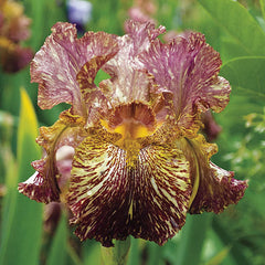 Bewilderbeast German Iris Perennial Bearded Iris Species Growing Bonsai Bulbs Roots Rhizomes Corms Tubers Potted Planting Reblooming Fragrant Garden Flower Seeds Plant